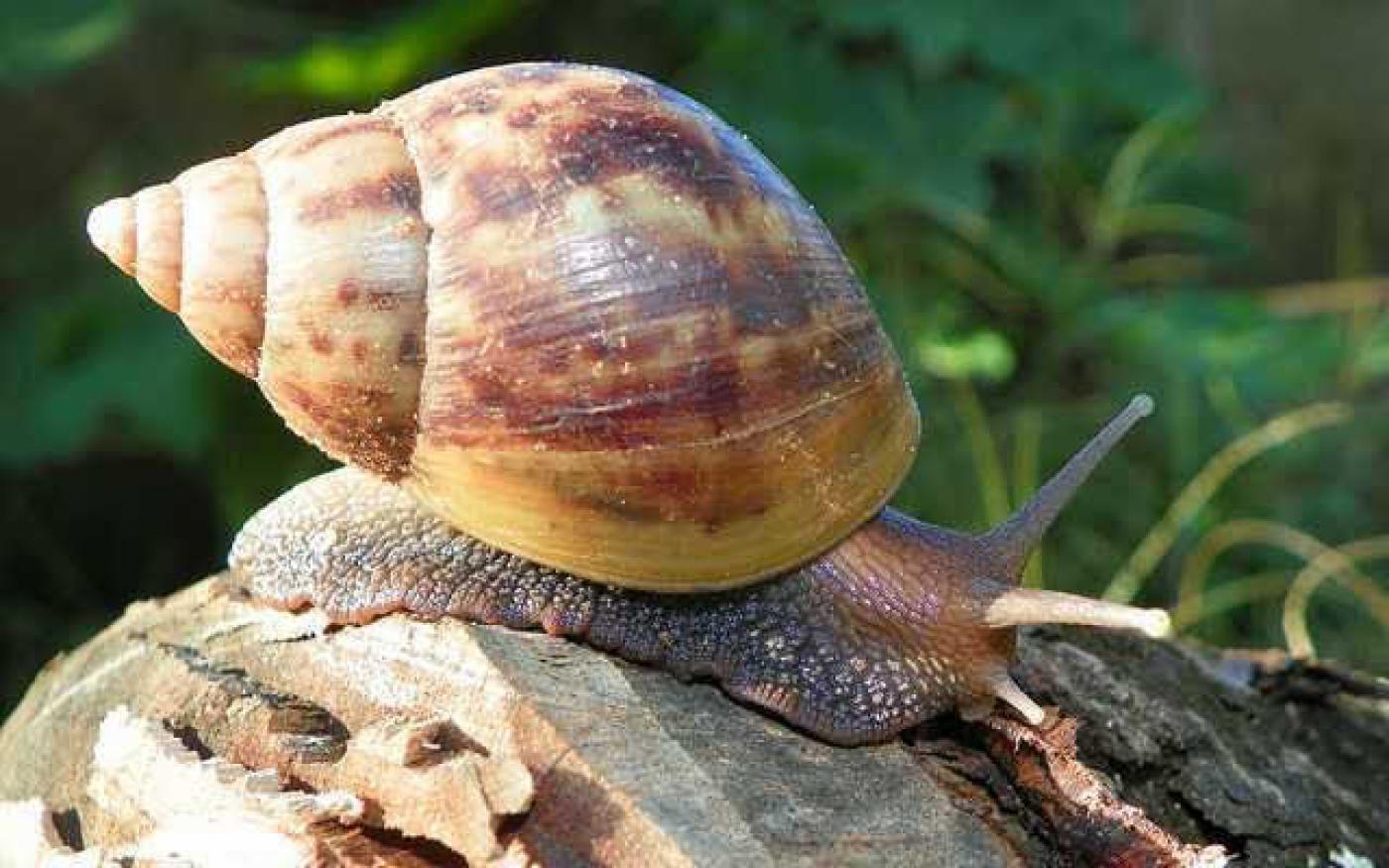 Caracol-Gigante-Africano