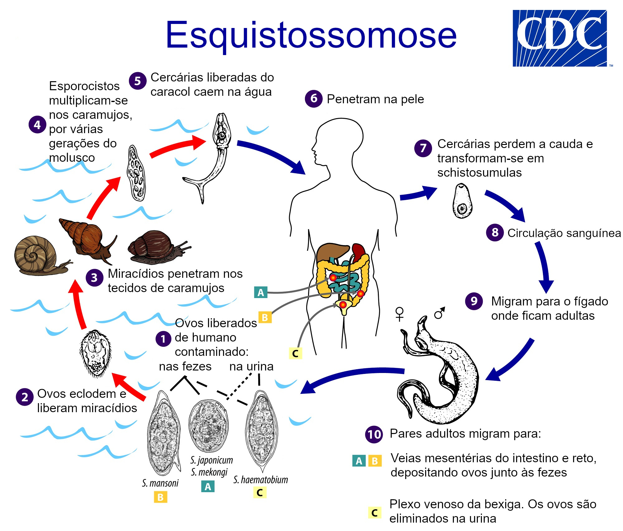 Esquistossomo